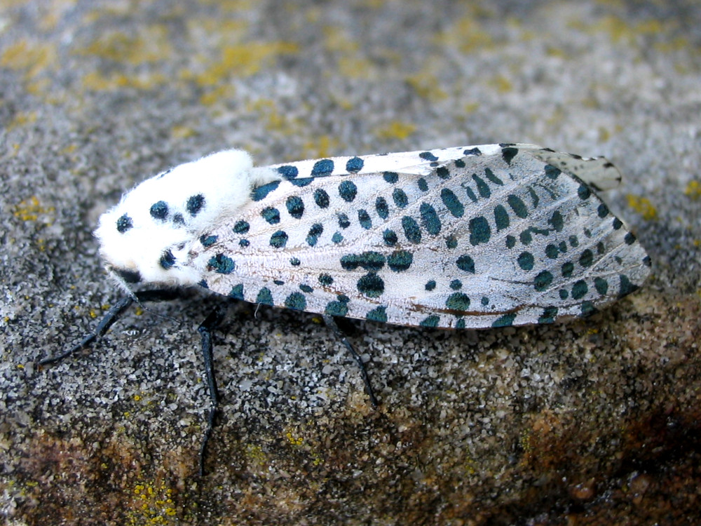 Bild Nr.04176 zum Vergrößern klicken Bild Nr.04176