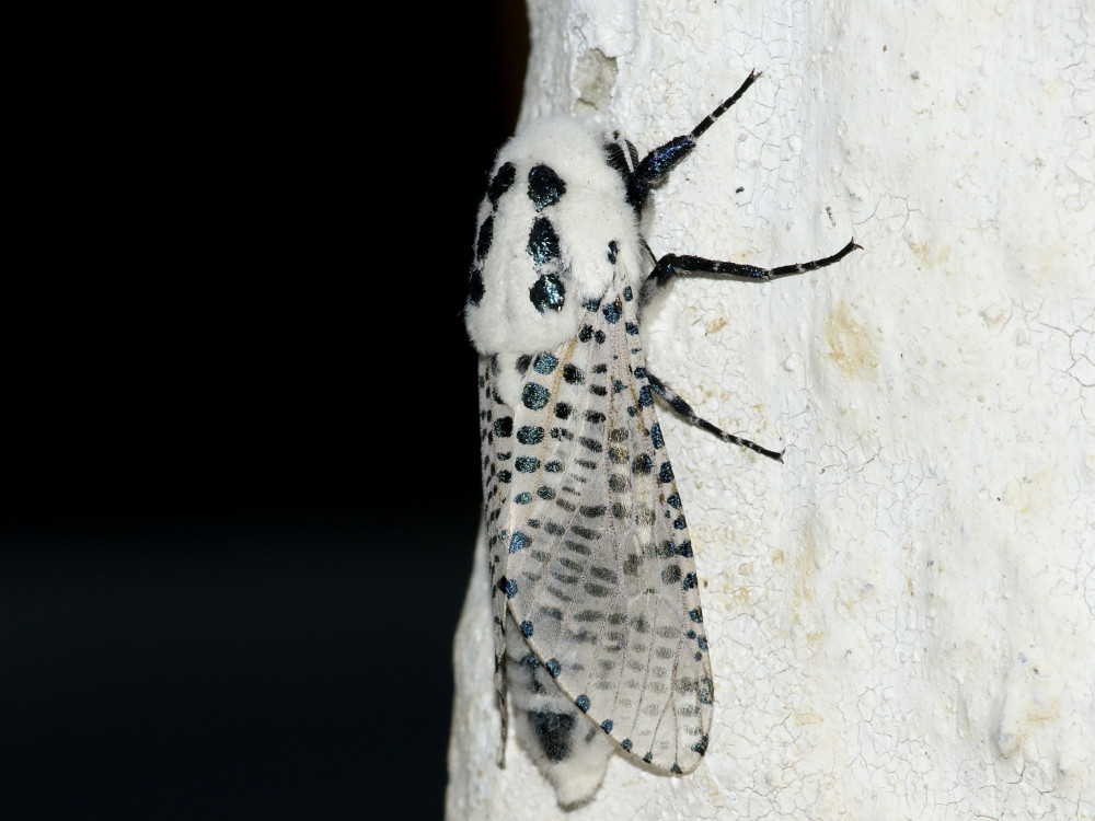 Bild Nr.04176 zum Vergrößern klicken Bild Nr.04176