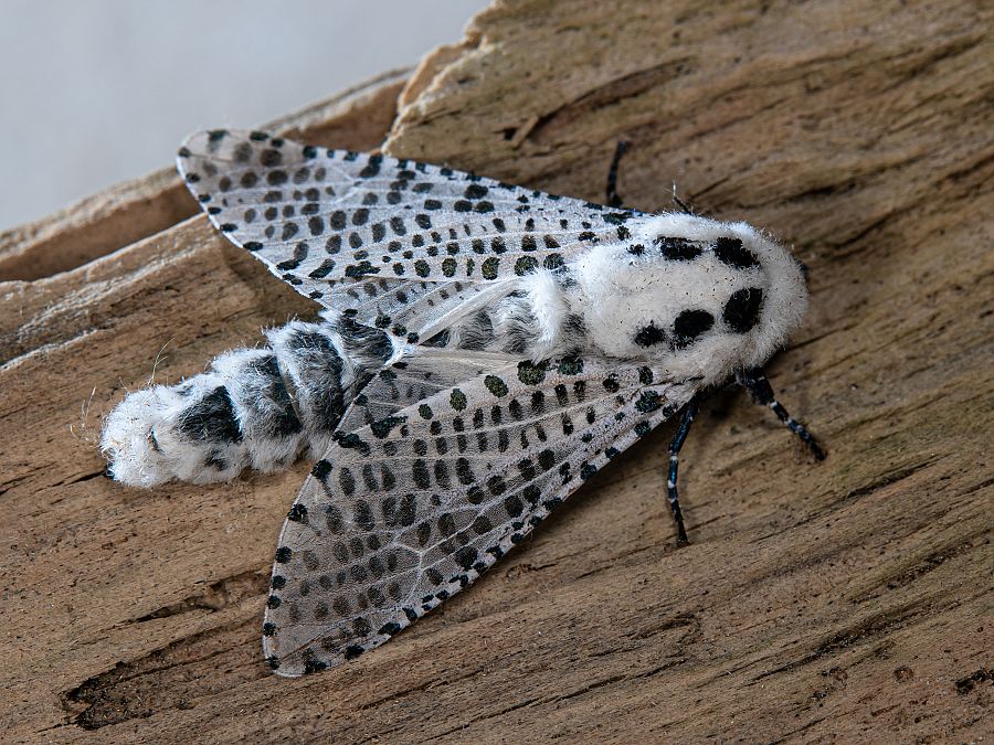 Bild Nr.04176 zum Vergrößern klicken Bild Nr.04176