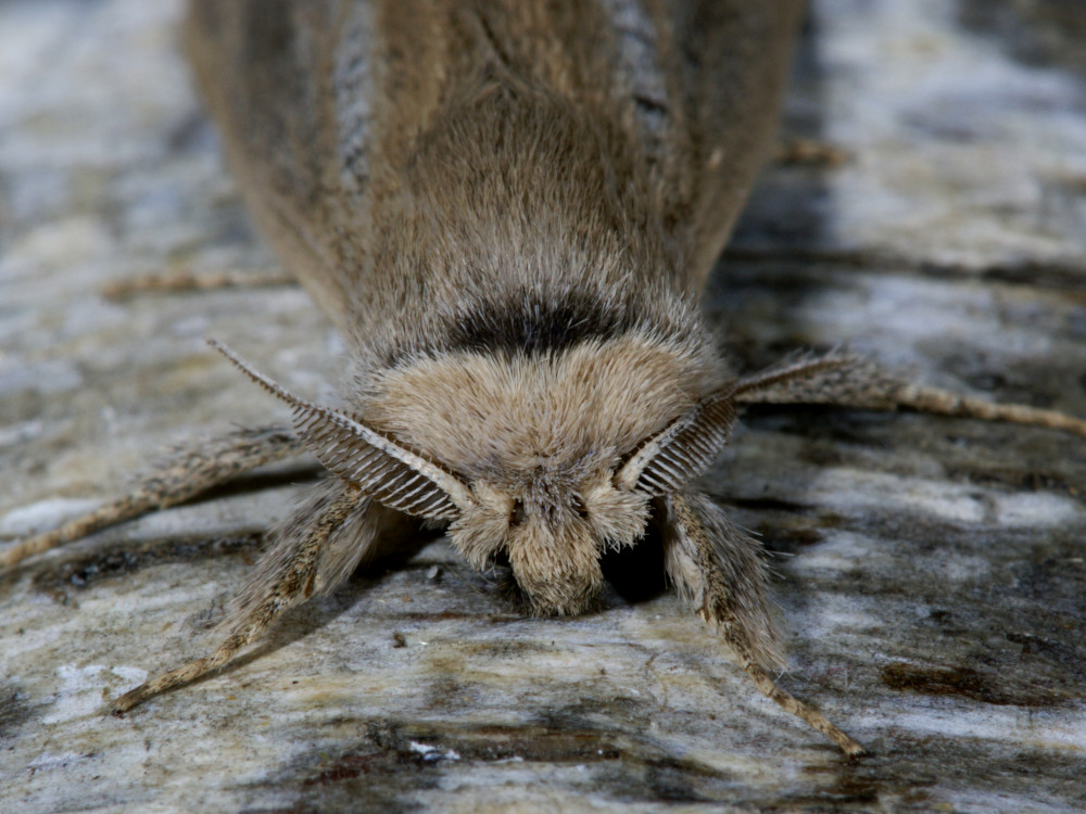 Bild Nr.04178 zum Vergrößern klicken Bild Nr.04178