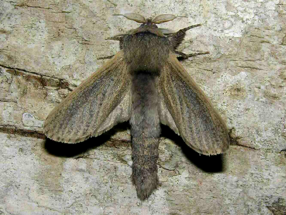 Bild Nr.04178 zum Vergrößern klicken Bild Nr.04178