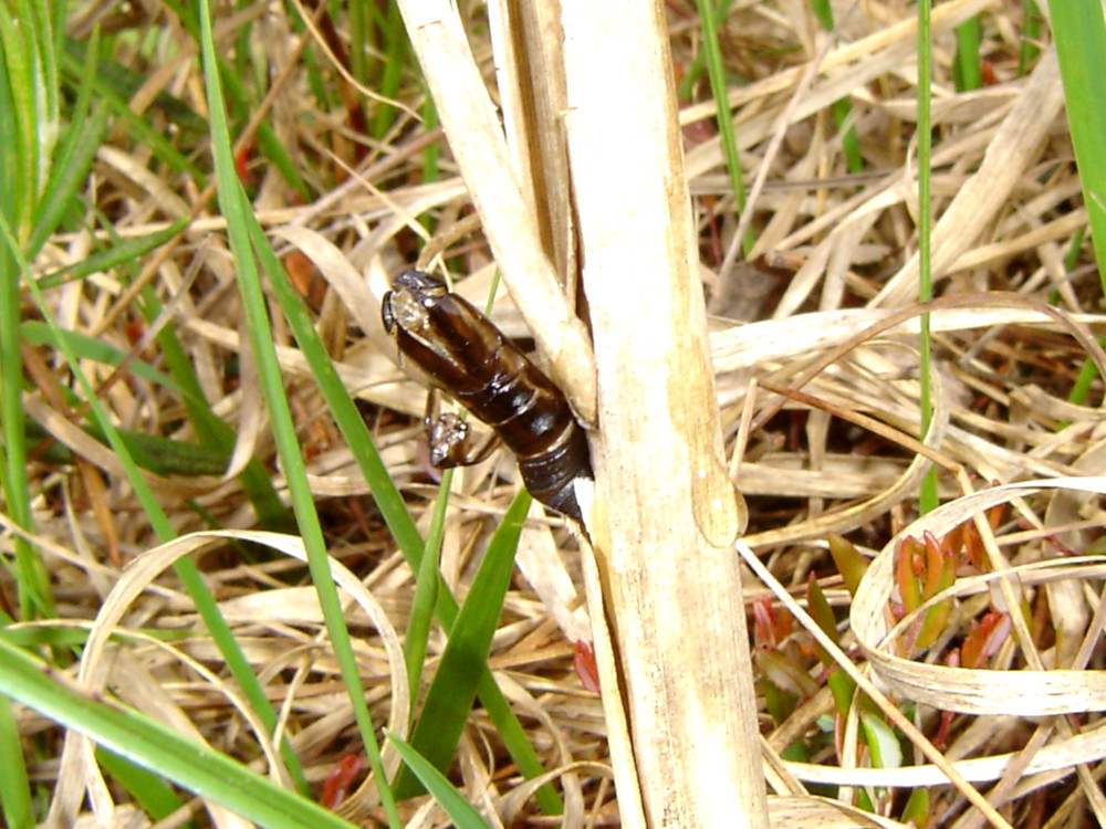 Bild Nr.04178 zum Vergrößern klicken Bild Nr.04178