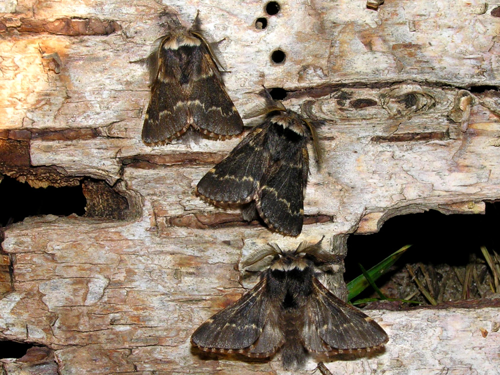 Bild Nr.06728 zum Vergrößern klicken Bild Nr.06728