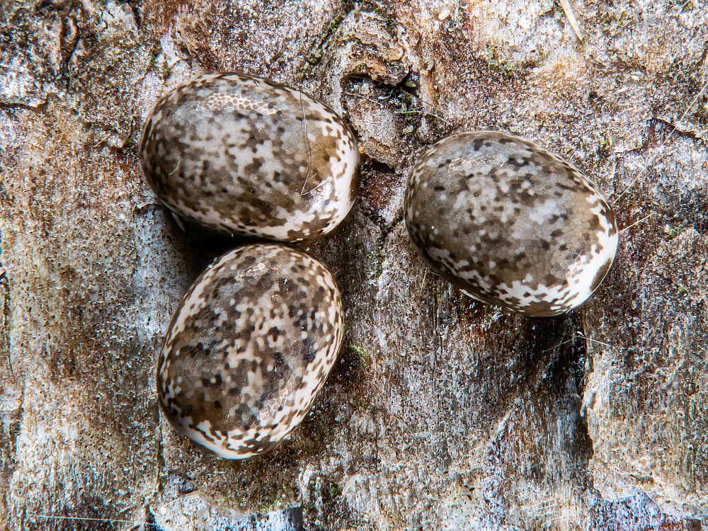 Bild Nr.06728 zum Vergrößern klicken Bild Nr.06728