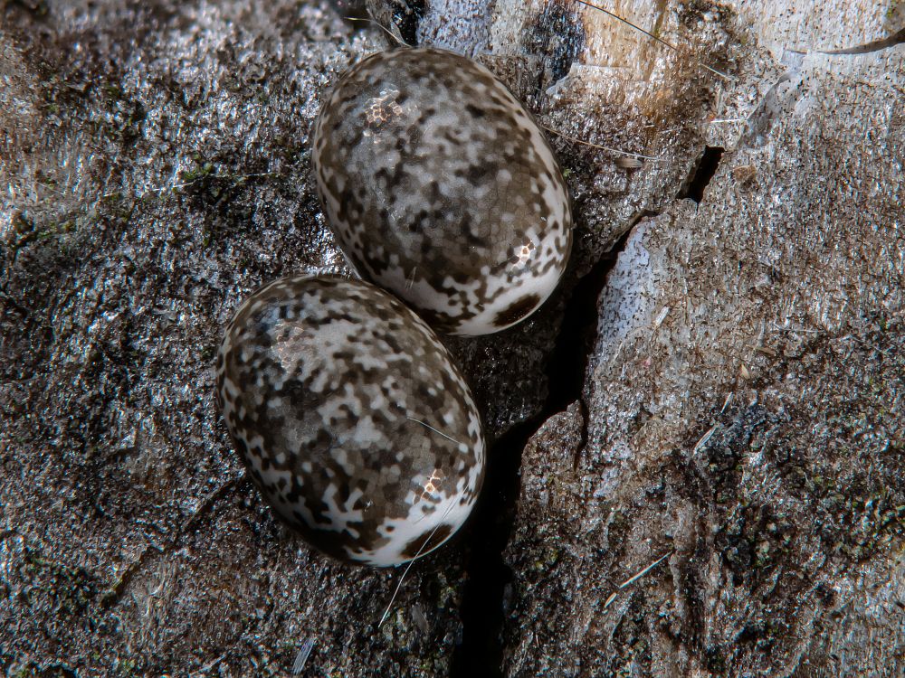 Bild Nr.06728 zum Vergrößern klicken Bild Nr.06728