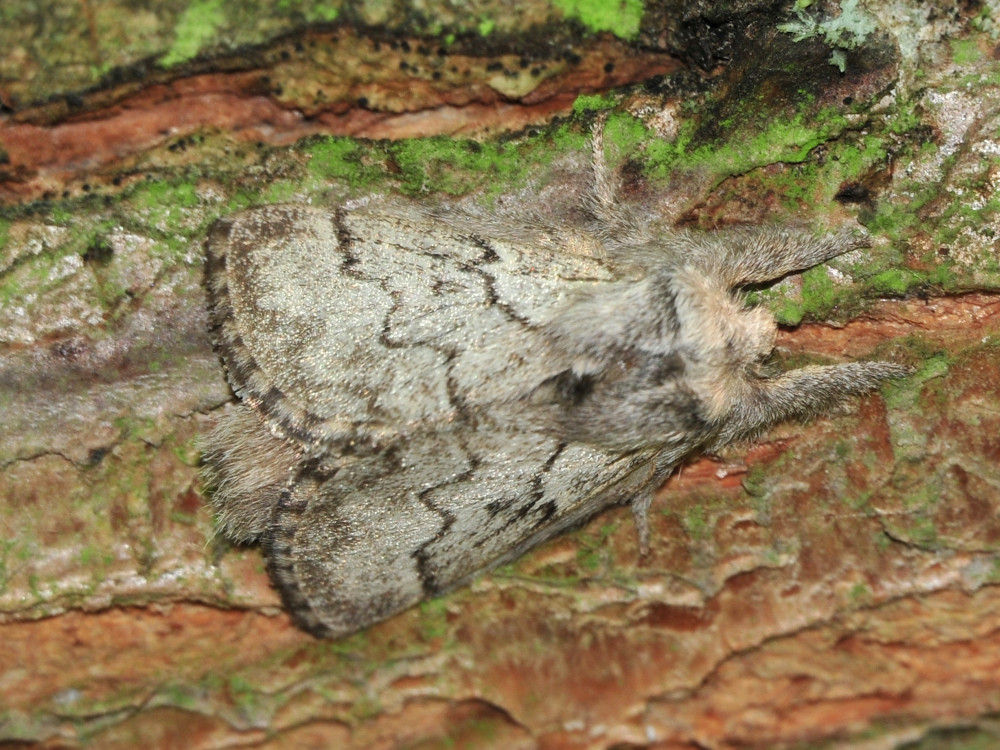 Bild Nr.06731 zum Vergrößern klicken Bild Nr.06731