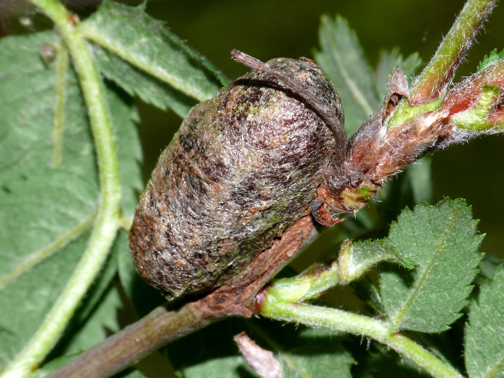 Bild Nr.06731 zum Vergrößern klicken Bild Nr.06731