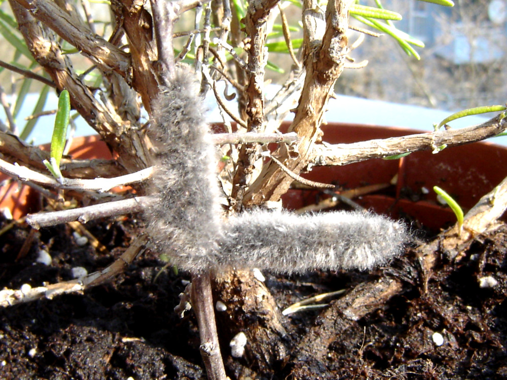 Bild Nr.06738 zum Vergrößern klicken Bild Nr.06738