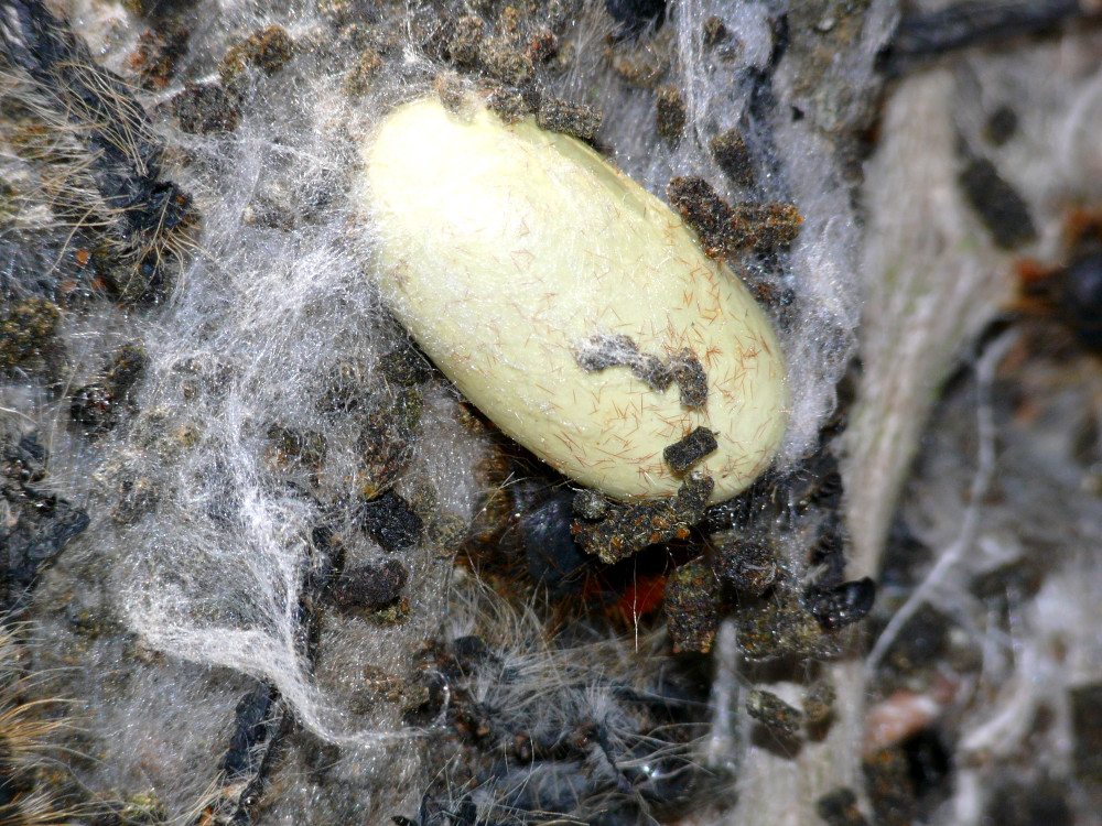 Bild Nr.06738 zum Vergrößern klicken Bild Nr.06738