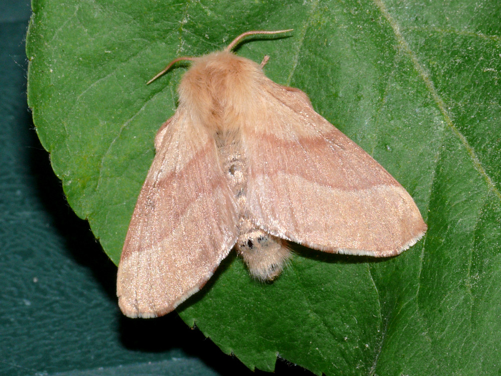 Bild Nr.06743 zum Vergrößern klicken Bild Nr.06743