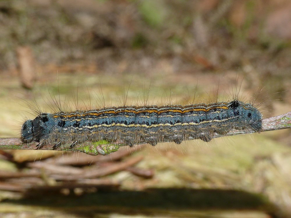 Bild Nr.06743 zum Vergrößern klicken Bild Nr.06743