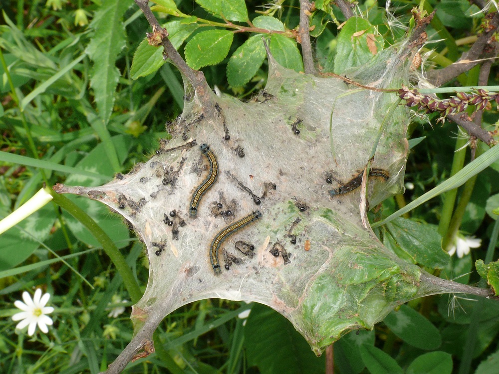 Bild Nr.06743 zum Vergrößern klicken Bild Nr.06743