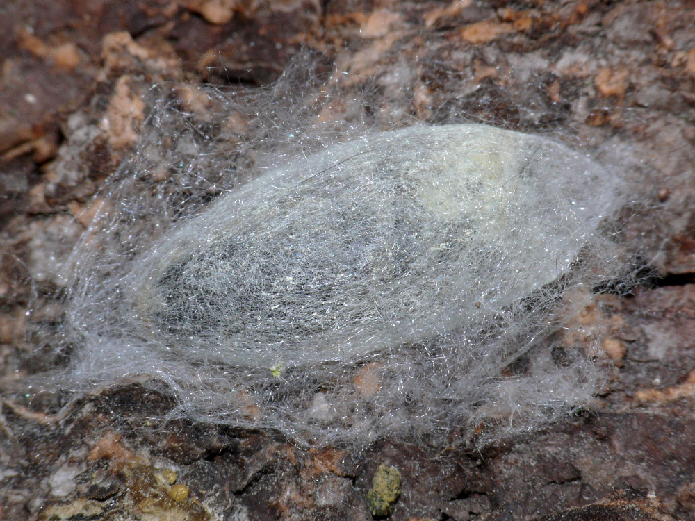 Bild Nr.06743 zum Vergrößern klicken Bild Nr.06743