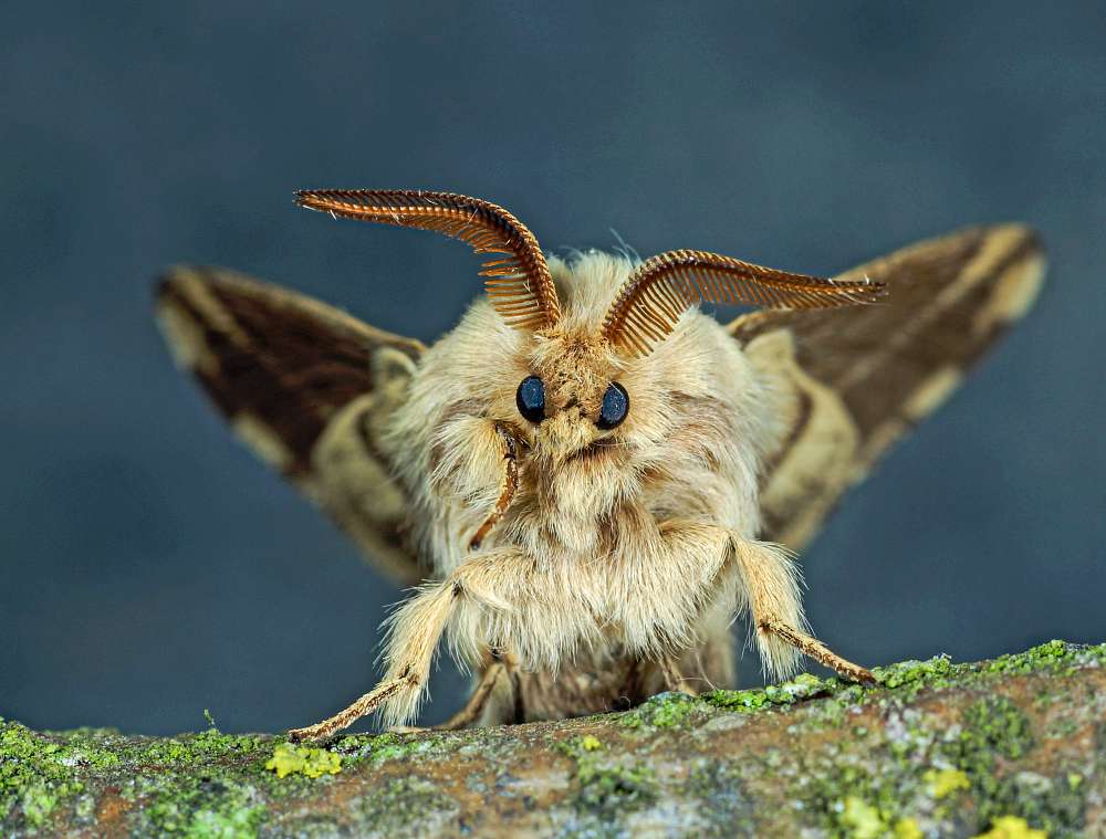 Bild Nr.06744 zum Vergrößern klicken Bild Nr.06744