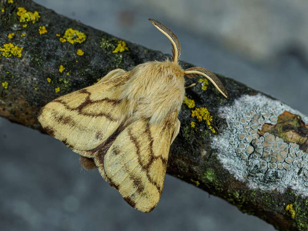 Bild Nr.06744 zum Vergrößern klicken Bild Nr.06744