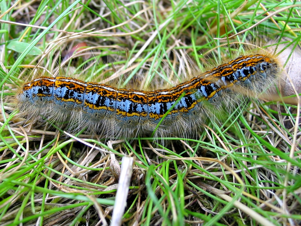 Bild Nr.06744 zum Vergrößern klicken Bild Nr.06744