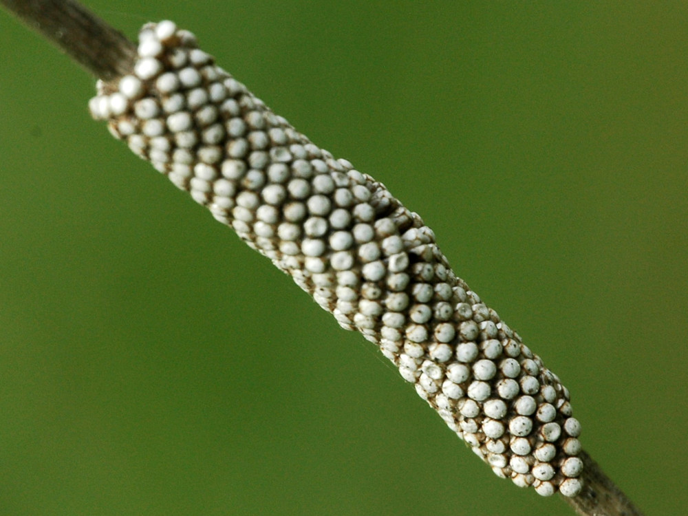 Bild Nr.06744 zum Vergrößern klicken Bild Nr.06744