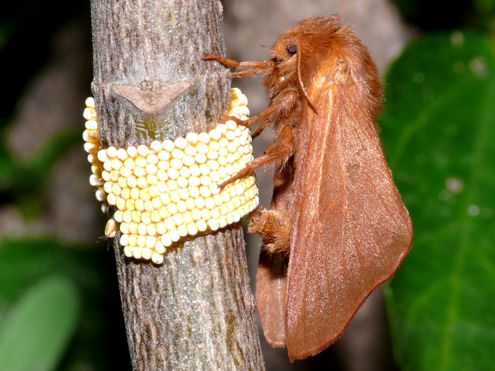 Bild Nr.06745 zum Vergrößern klicken Bild Nr.06745