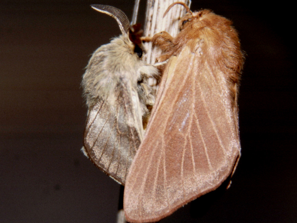 Bild Nr.06745 zum Vergrößern klicken Bild Nr.06745