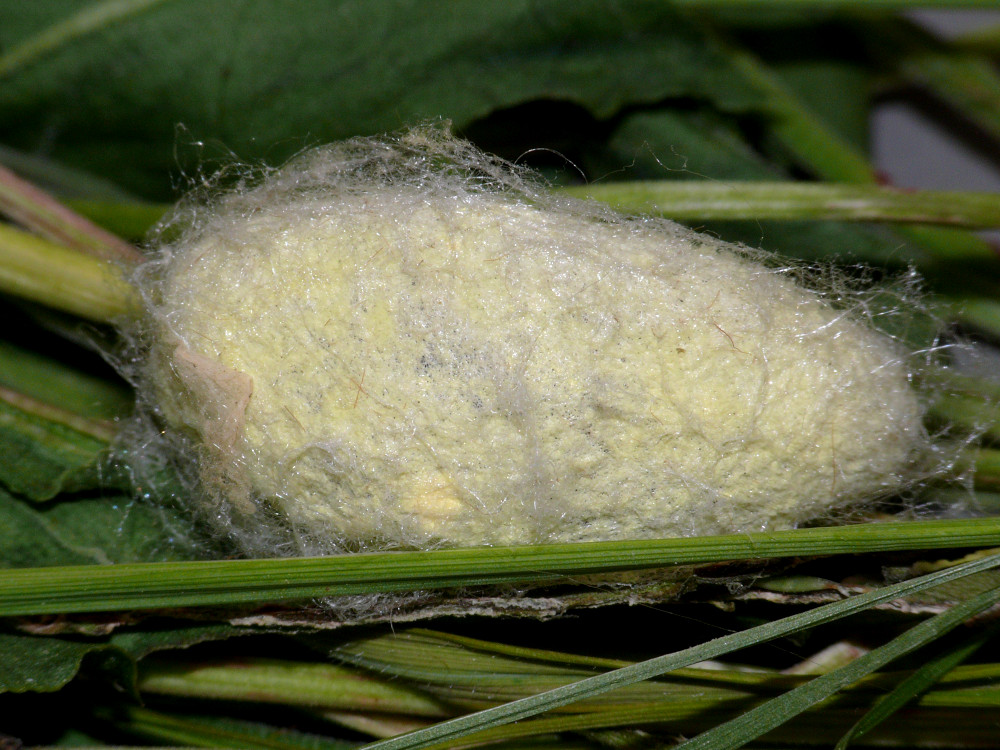 Bild Nr.06745 zum Vergrößern klicken Bild Nr.06745