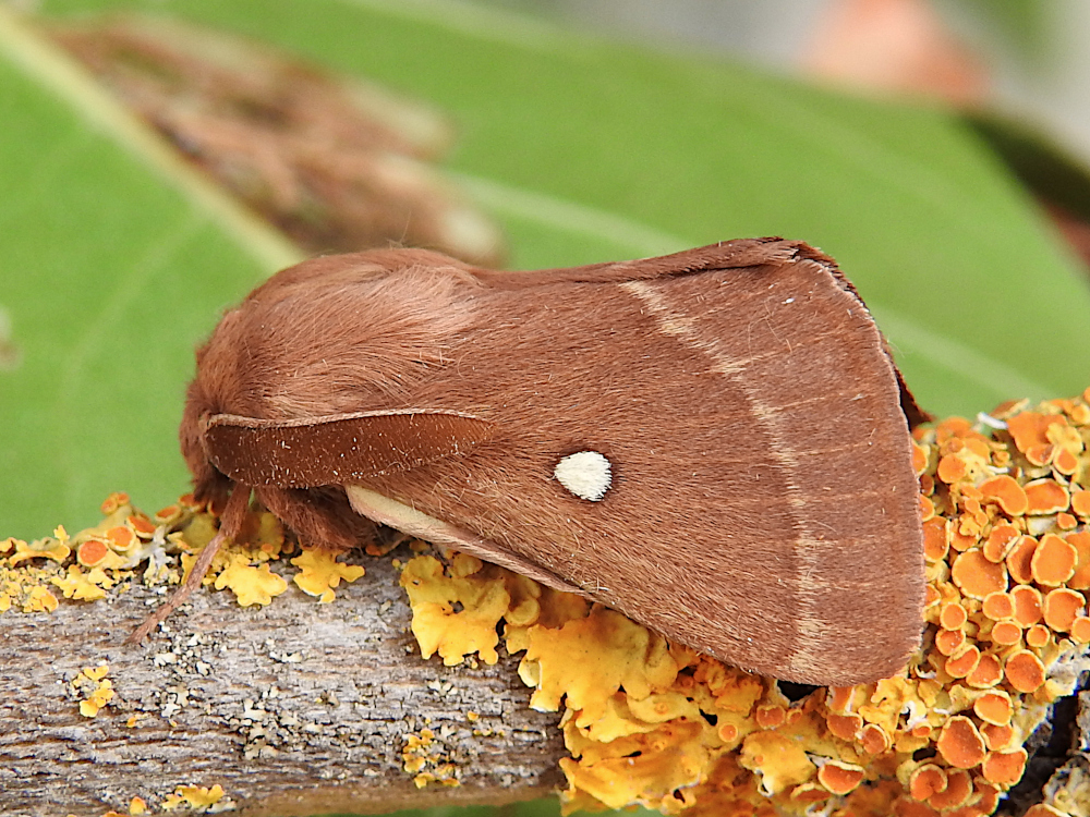 Bild Nr.06749 zum Vergrößern klicken Bild Nr.06749