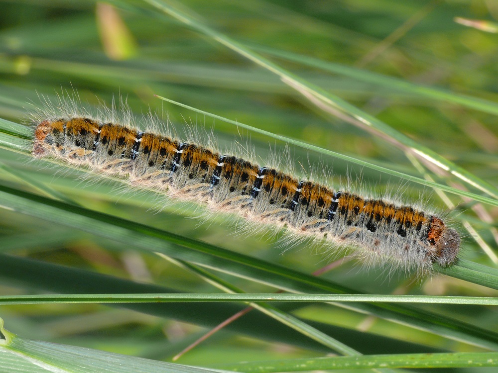 Bild Nr.06749 zum Vergrößern klicken Bild Nr.06749