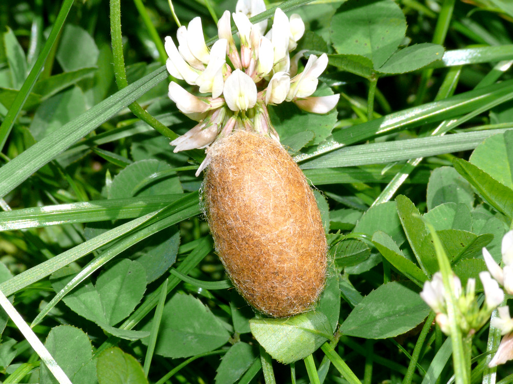 Bild Nr.06749 zum Vergrößern klicken Bild Nr.06749