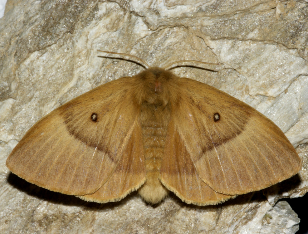 Bild Nr.06752 zum Vergrößern klicken Bild Nr.06752