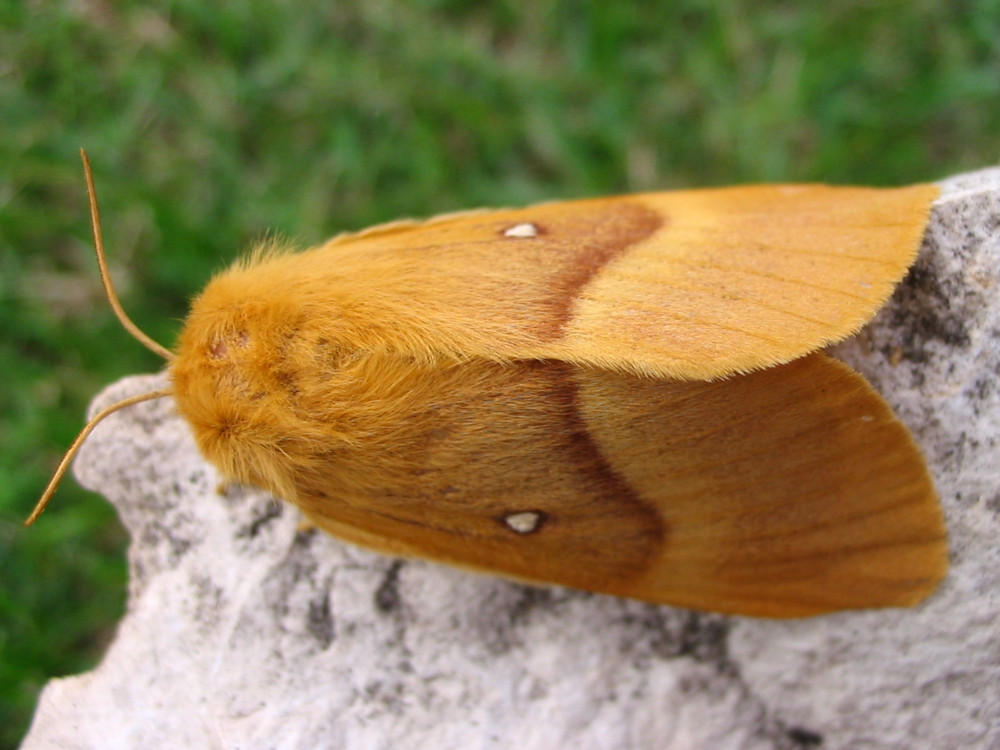 Bild Nr.06752 zum Vergrößern klicken Bild Nr.06752