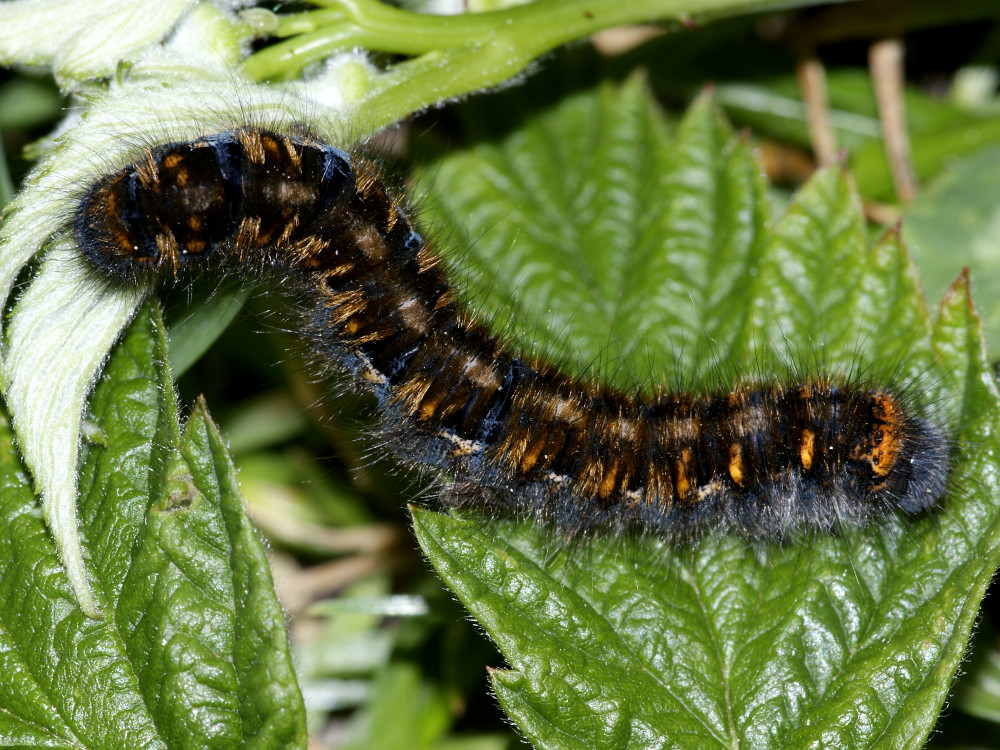 Bild Nr.06752 zum Vergrößern klicken Bild Nr.06752