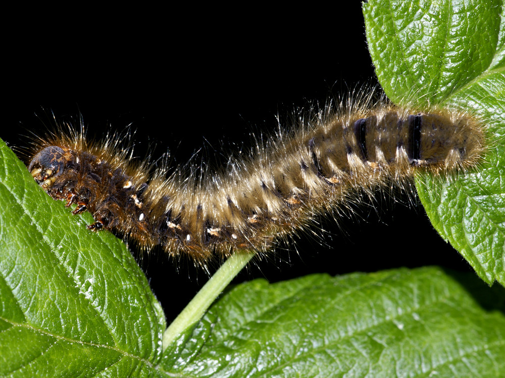 Bild Nr.06752 zum Vergrößern klicken Bild Nr.06752