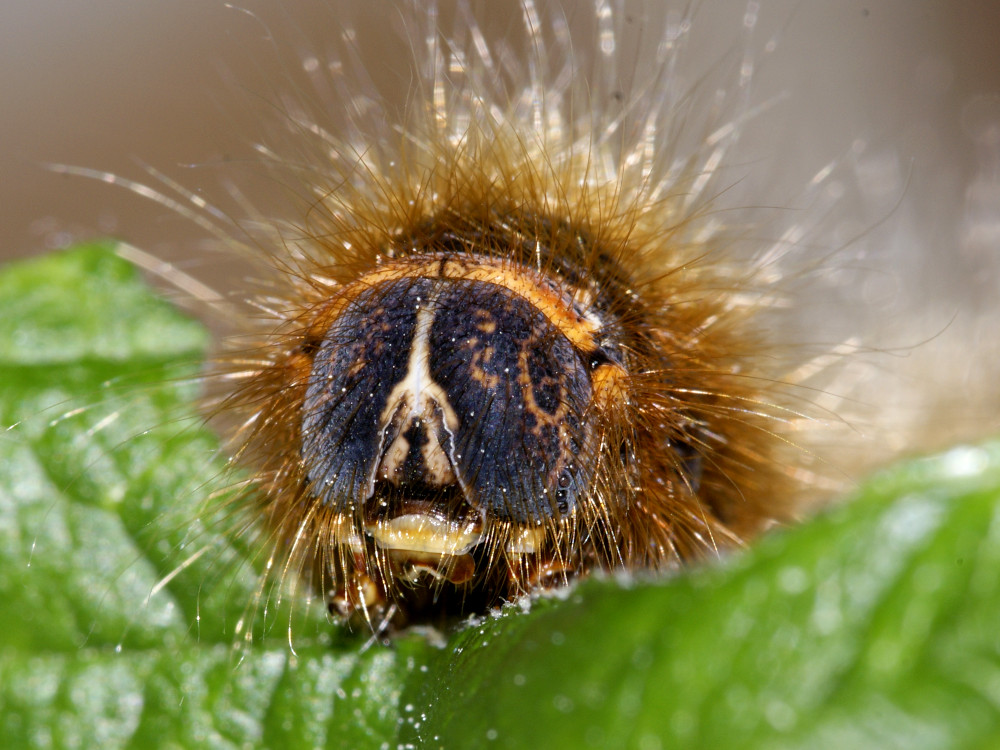 Bild Nr.06752 zum Vergrößern klicken Bild Nr.06752