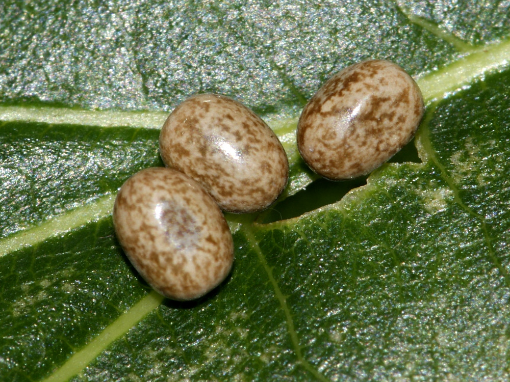 Bild Nr.06752 zum Vergrößern klicken Bild Nr.06752