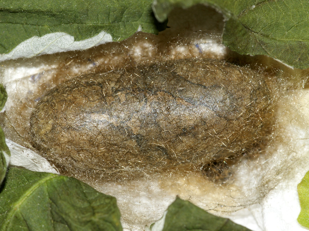 Bild Nr.06752 zum Vergrößern klicken Bild Nr.06752