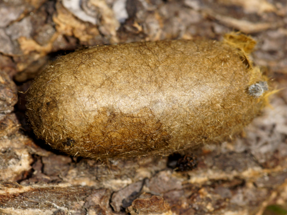 Bild Nr.06752 zum Vergrößern klicken Bild Nr.06752