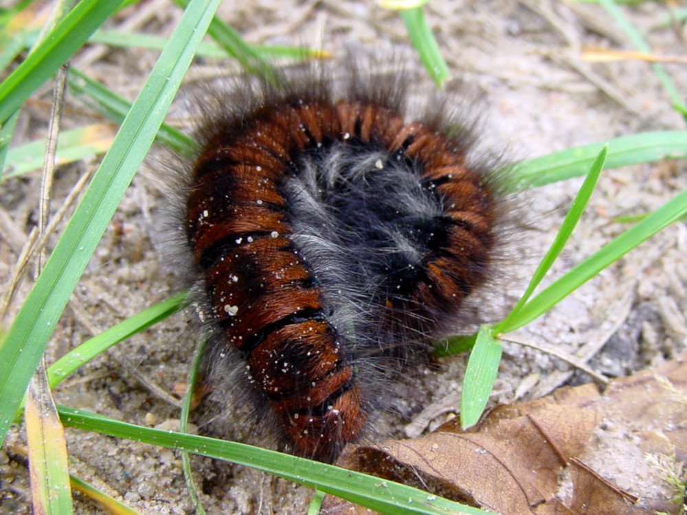 Bild Nr.06755 zum Vergrößern klicken Bild Nr.06755