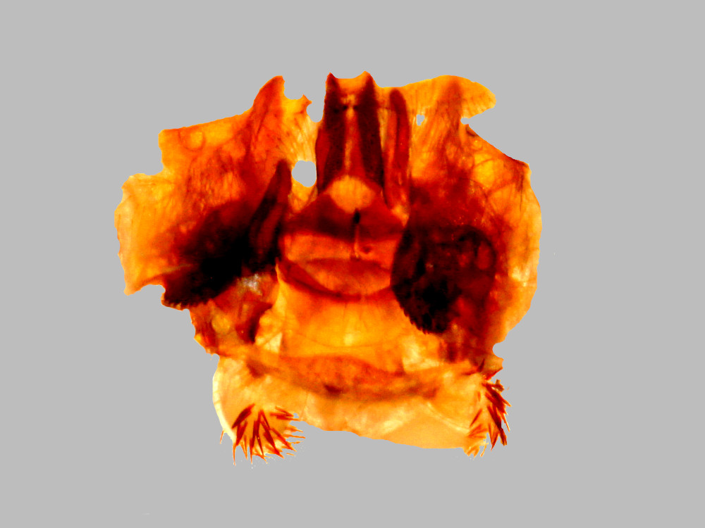 Bild Nr.06763 zum Vergrößern klicken Bild Nr.06763