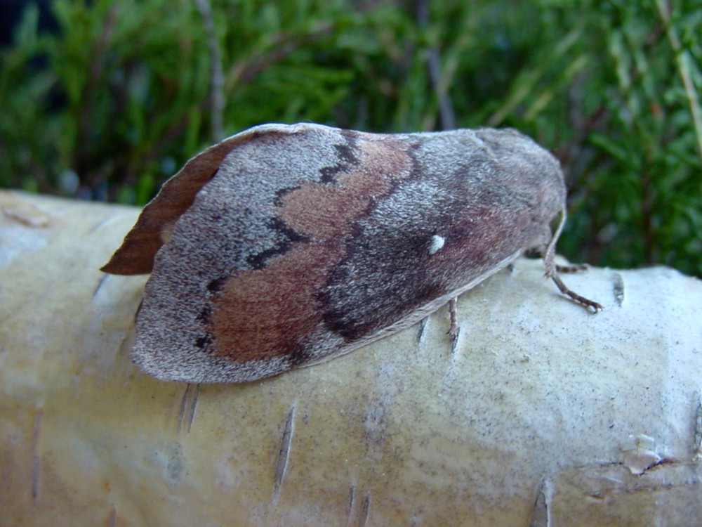 Bild Nr.06763 zum Vergrößern klicken Bild Nr.06763