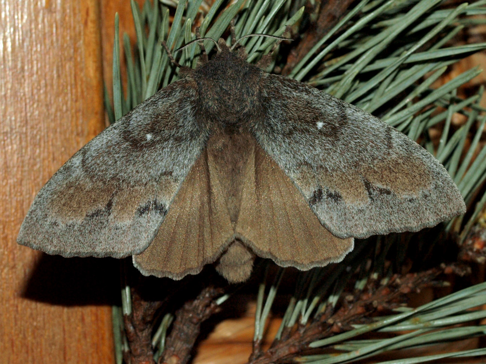 Bild Nr.06763 zum Vergrößern klicken Bild Nr.06763