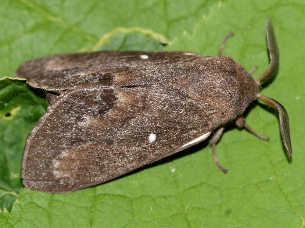 Bild Nr.06763 zum Vergrößern klicken Bild Nr.06763