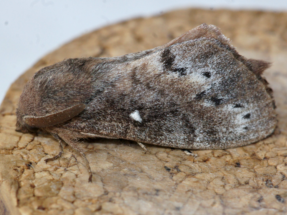 Bild Nr.06763 zum Vergrößern klicken Bild Nr.06763