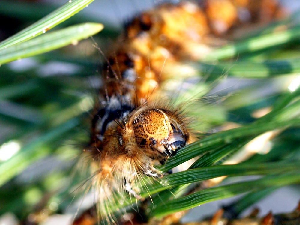 Bild Nr.06763 zum Vergrößern klicken Bild Nr.06763