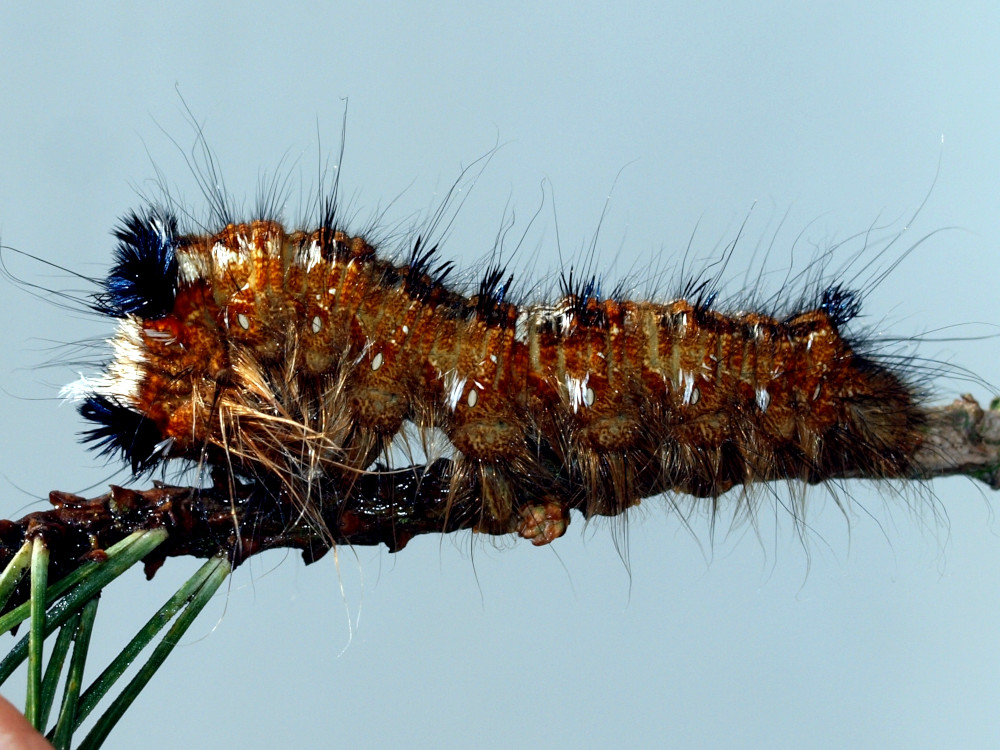 Bild Nr.06763 zum Vergrößern klicken Bild Nr.06763