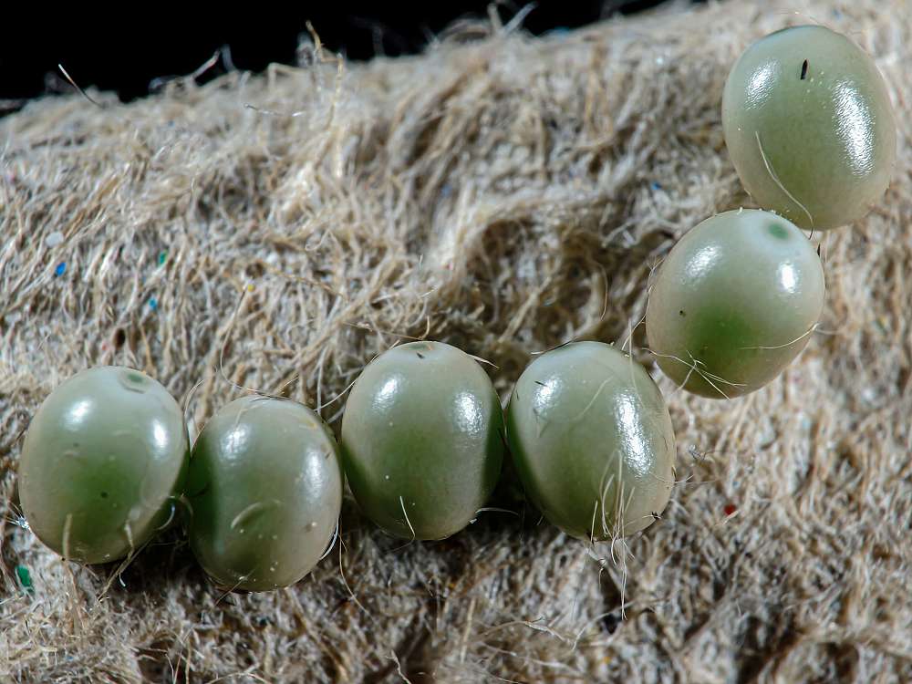 Bild Nr.06763 zum Vergrößern klicken Bild Nr.06763