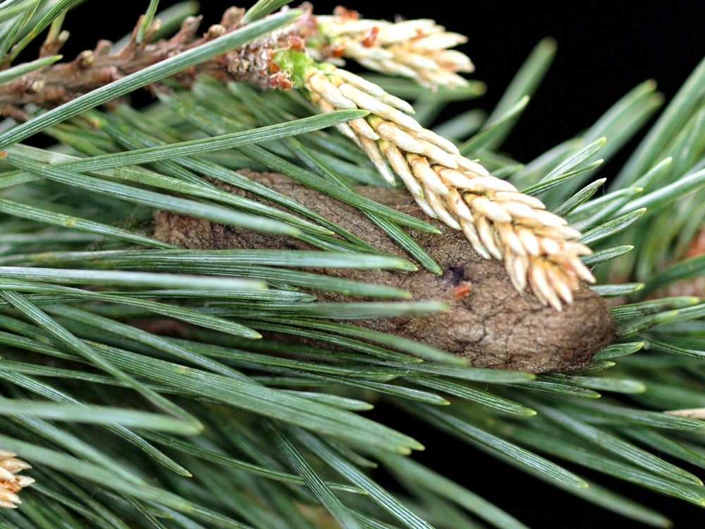 Bild Nr.06763 zum Vergrößern klicken Bild Nr.06763