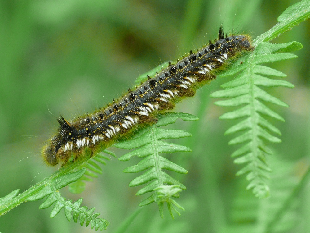 Bild Nr.06767 zum Vergrößern klicken Bild Nr.06767