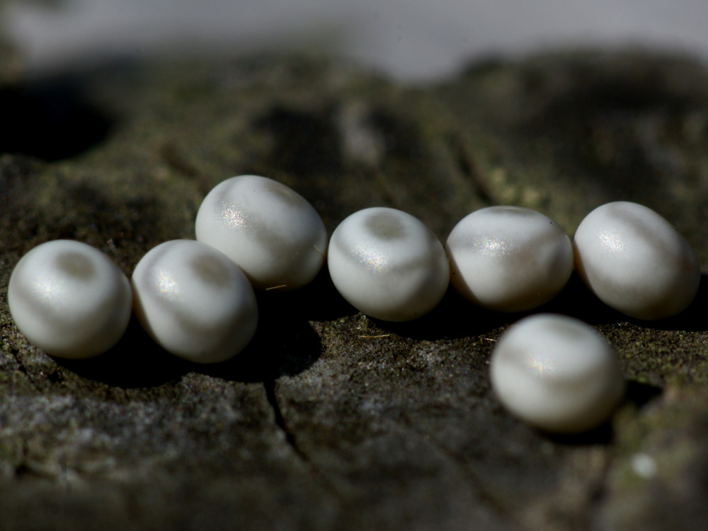 Bild Nr.06767 zum Vergrößern klicken Bild Nr.06767