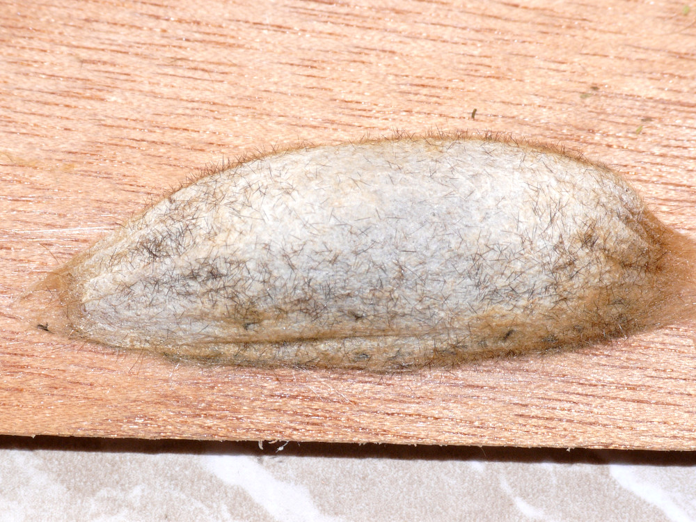 Bild Nr.06767 zum Vergrößern klicken Bild Nr.06767