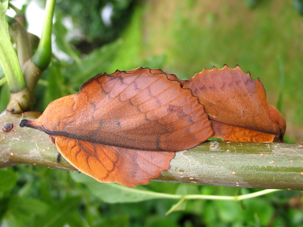 Bild Nr.06777 zum Vergrößern klicken Bild Nr.06777