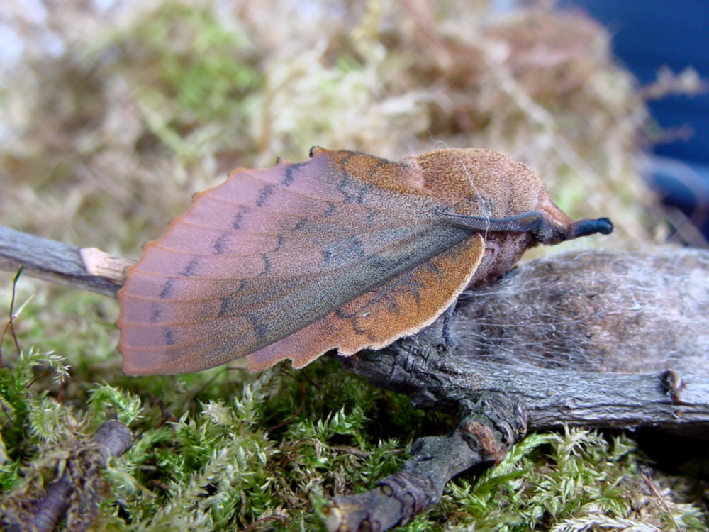 Bild Nr.06777 zum Vergrößern klicken Bild Nr.06777